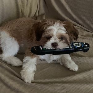 Meet your Posher, Riyad